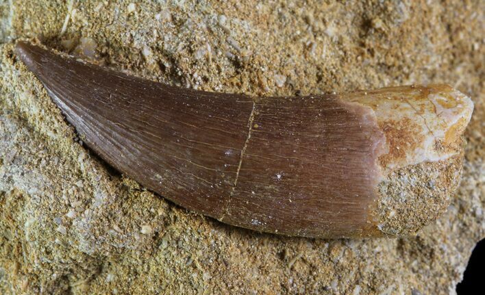 Fossil Plesiosaur (Zarafasaura) Tooth In Rock #61107